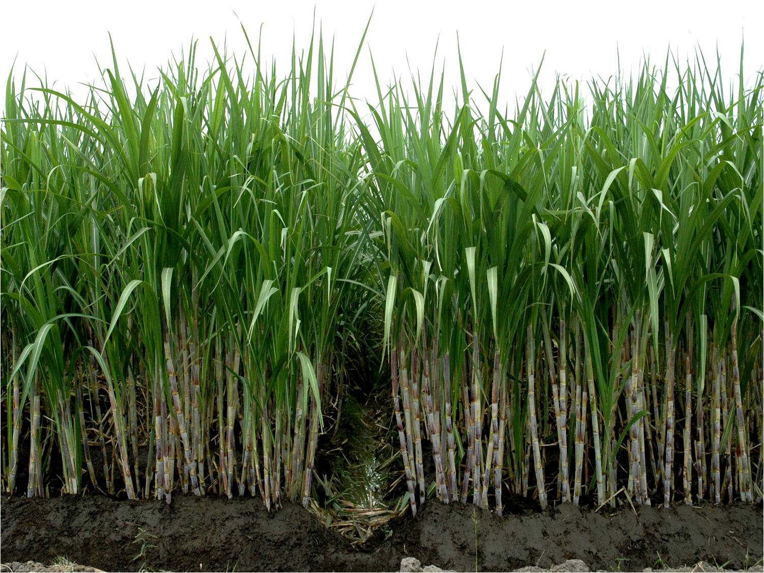 Сахарный тростник производство. Saccharum officinarum. Кукуруза сахарный тростник. Сахарный тростник в Египте. Мексика сахарный тростник.